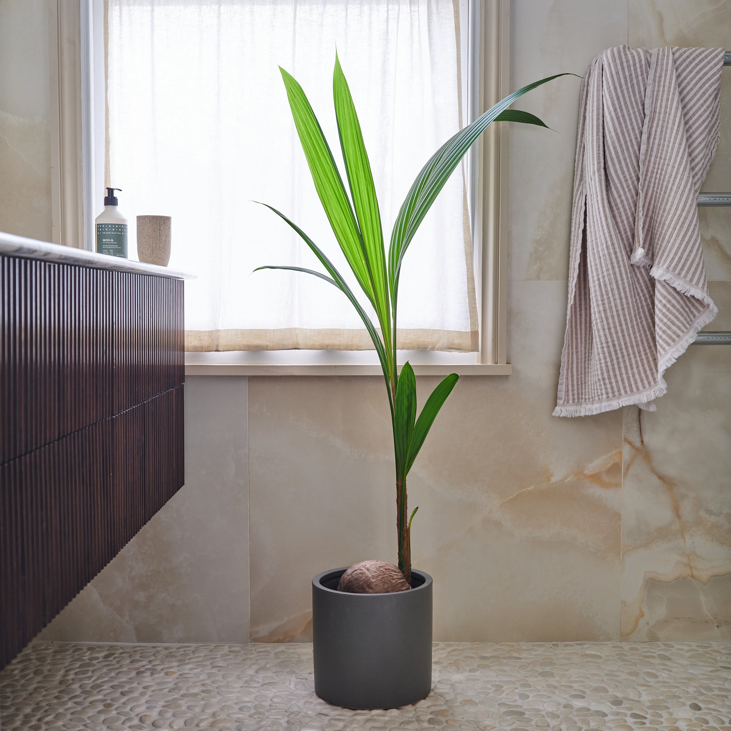 Beards Daisies Coconut Palm House Plant In Earthenware Pot Earthenware Graphite