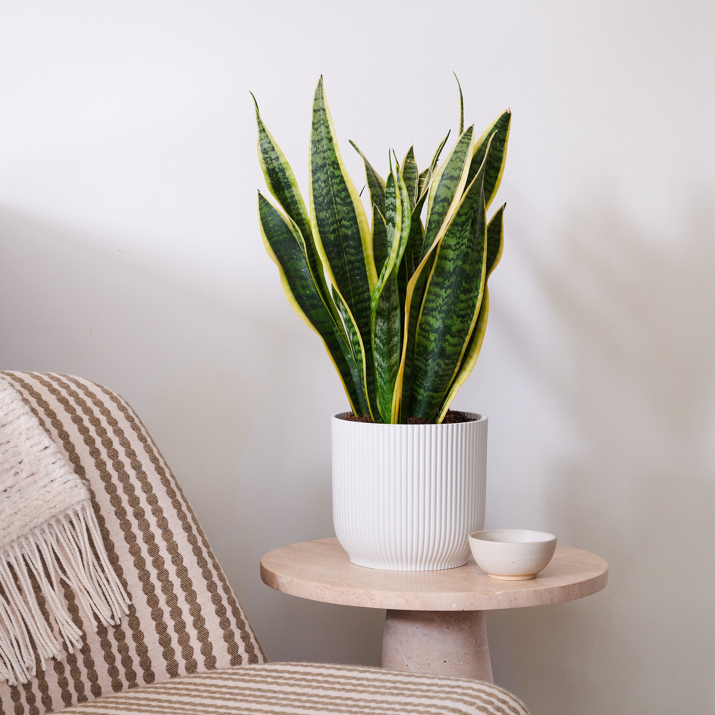 Beards Daisies Snake Plant House In Vibes Pot Plastic White