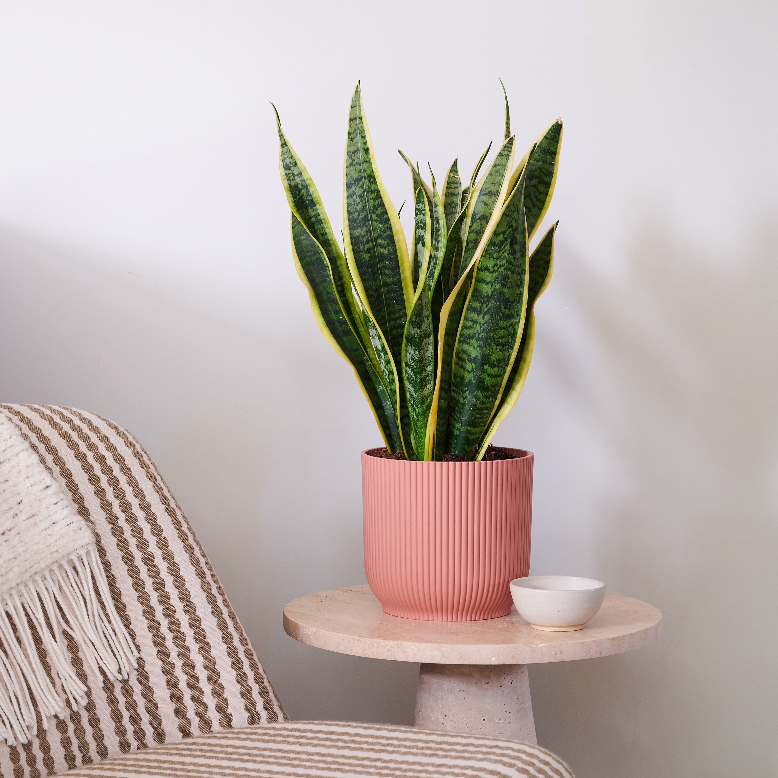 Beards Daisies Snake Plant House In Vibes Pot Plastic Pink