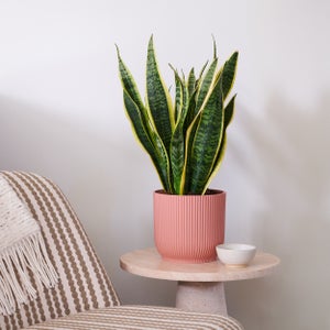 Snake House Plant In Elho Pot