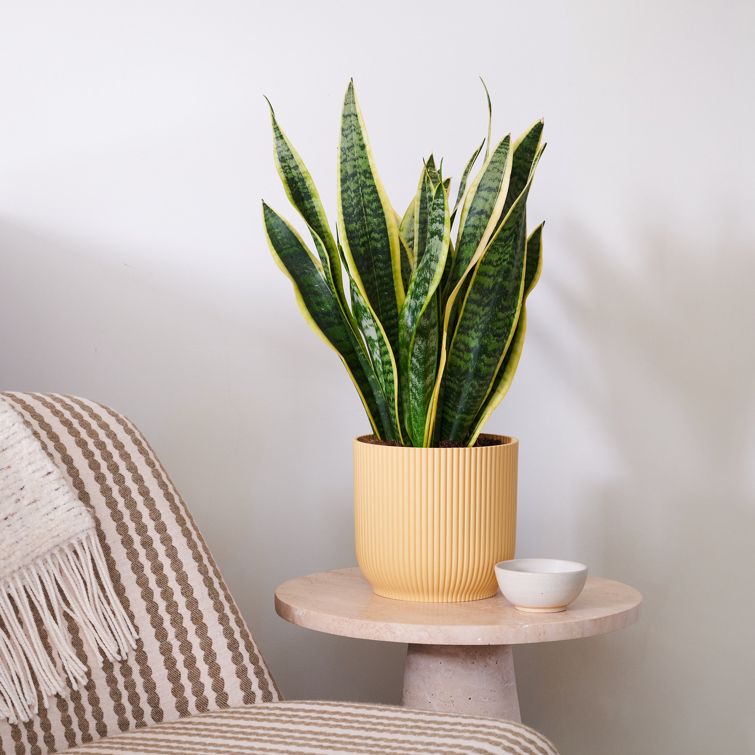 Beards Daisies Snake Plant House In Vibes Pot Plastic Yellow