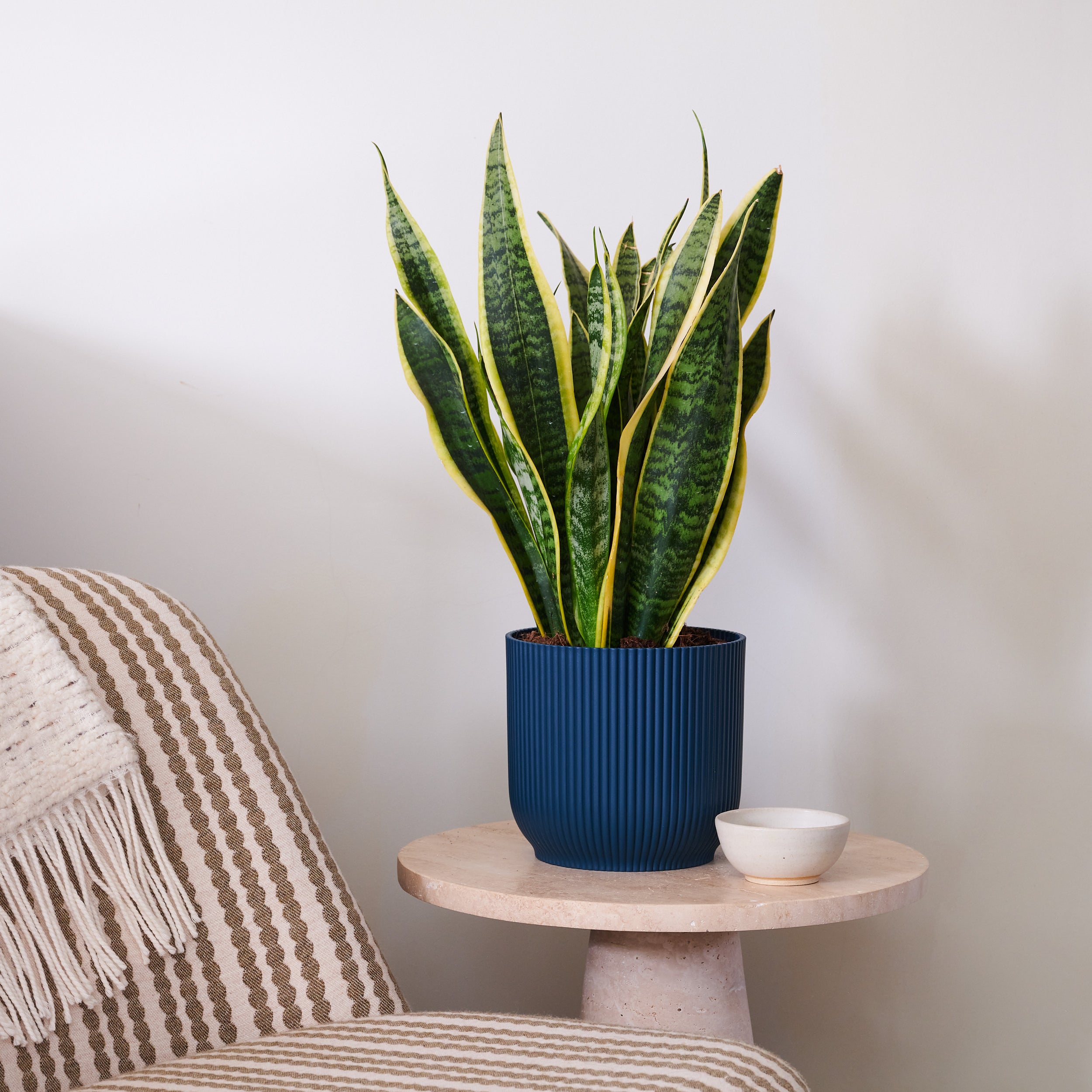 Beards Daisies Snake Plant House In Vibes Pot Plastic Navy