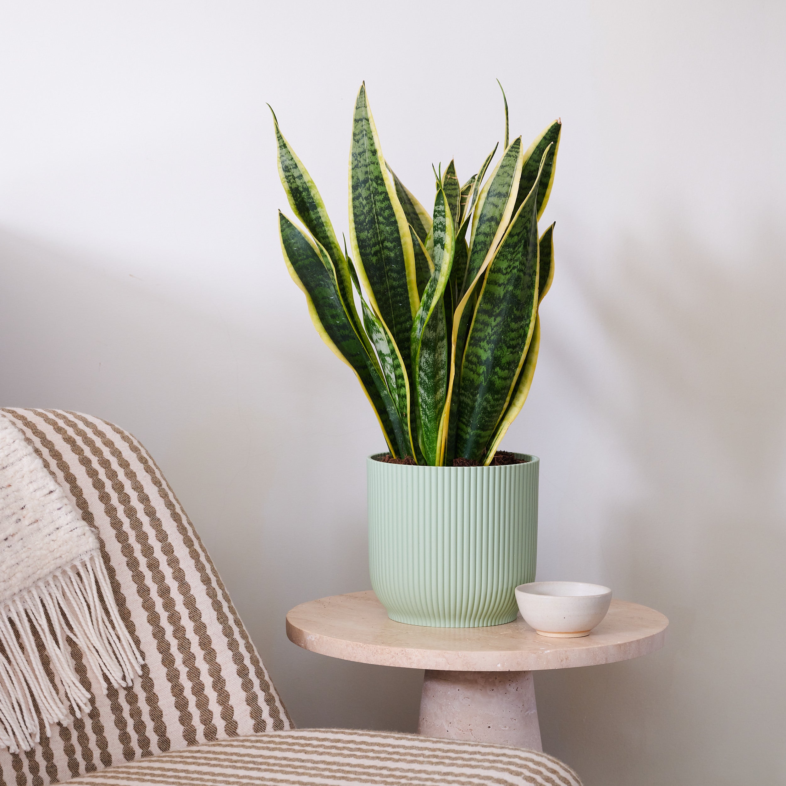 Beards & Daisies Snake Plant House Plant in Vibes Pot