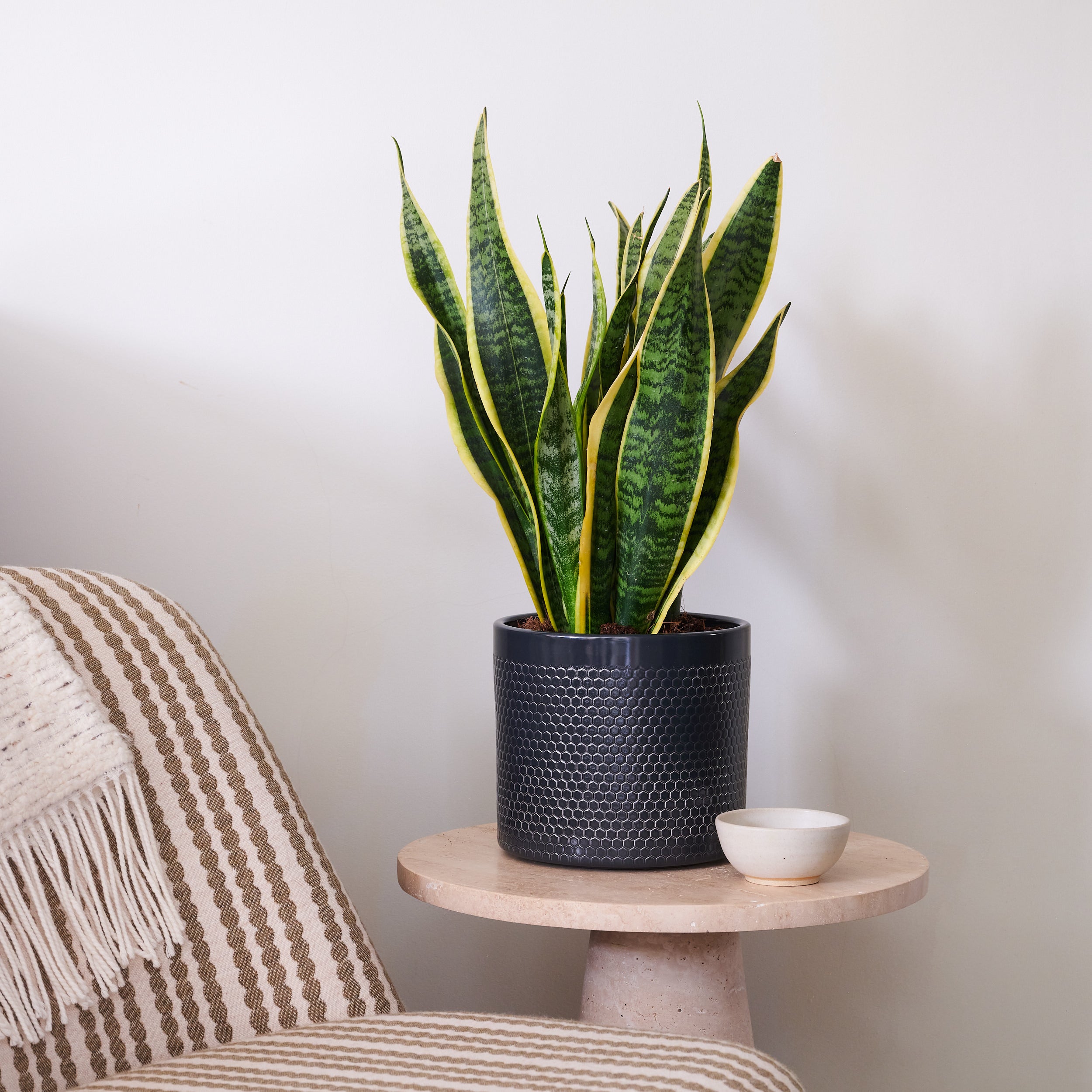 Beards Daisies Snake Plant House In Capri Pot Ceramic Black