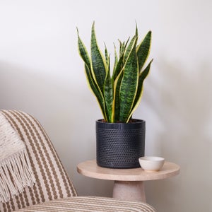 Snake House Plant In Capri Pot