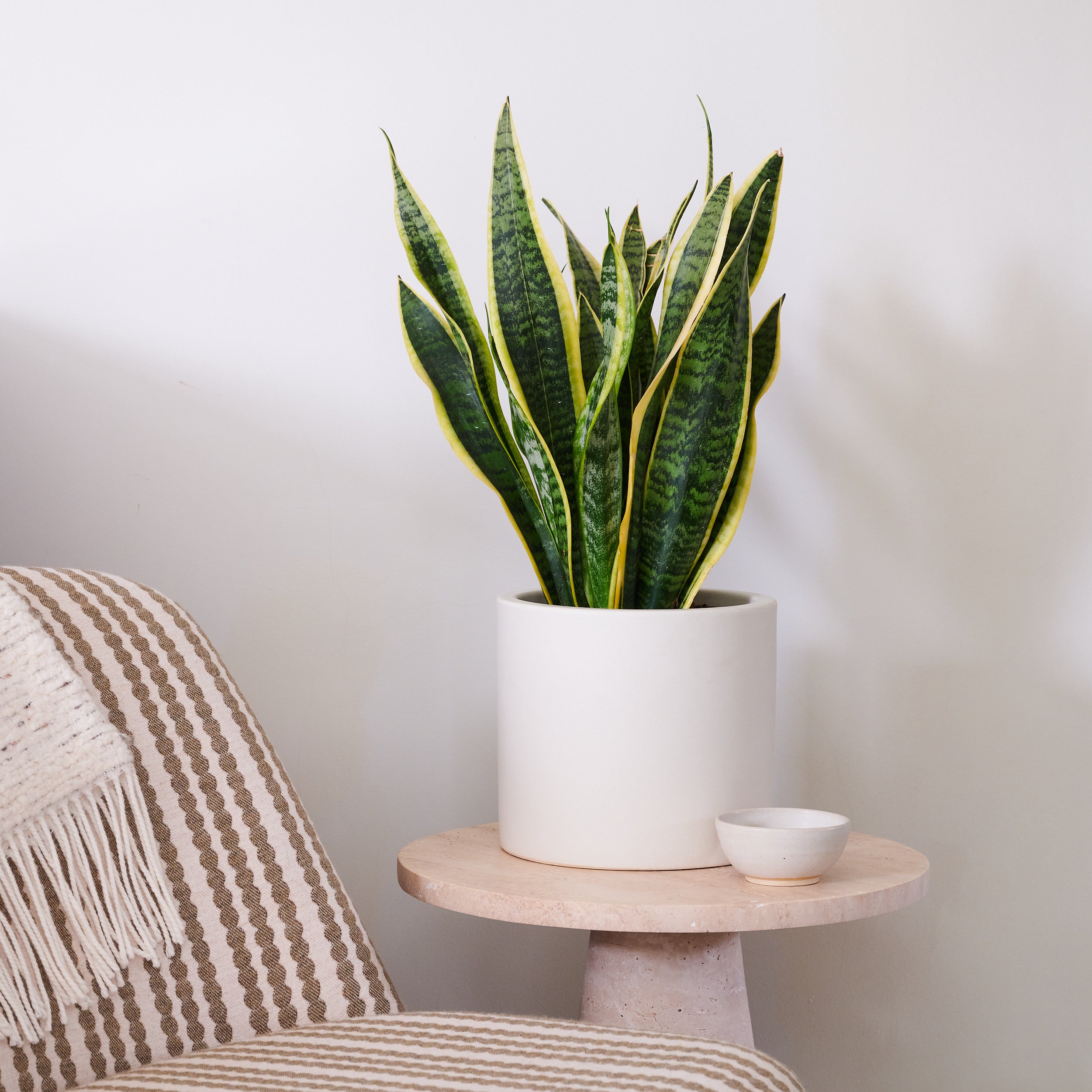 Beards Daisies Snake Plant House In Earthenware Pot Earthenware Oyster