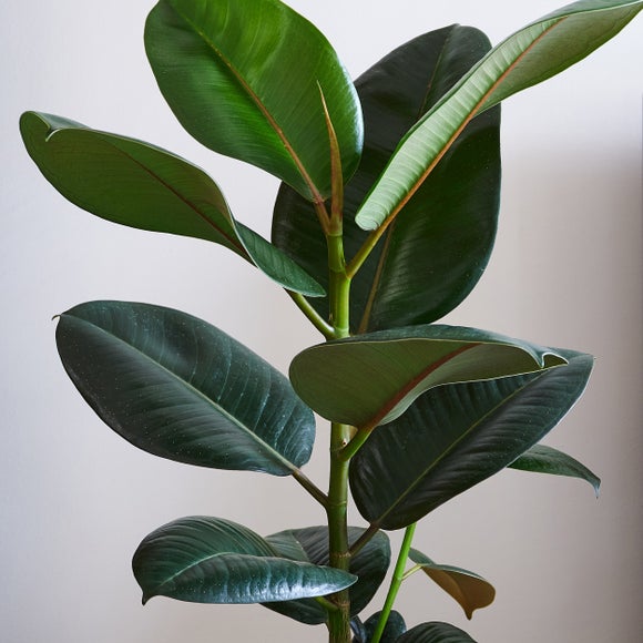 Rubber Plant House Plant in Vibes Pot