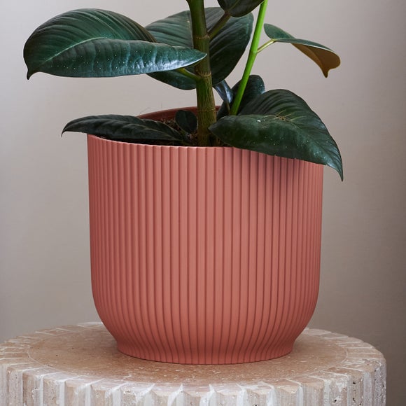 Rubber Plant House Plant in Vibes Pot
