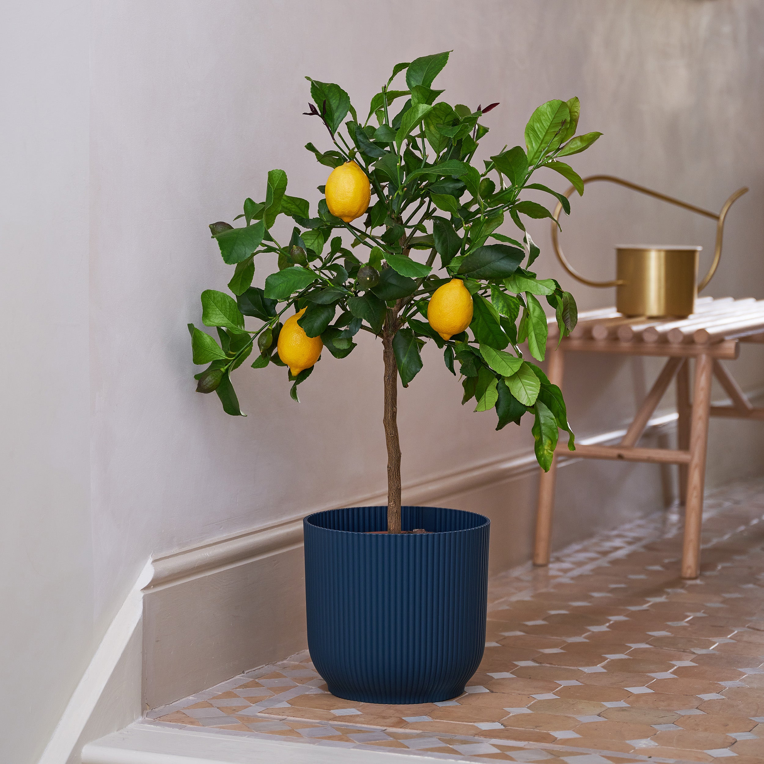 Beards Daisies Citrus Lemon Tree House Plant In Vibes Pot Plastic Teal