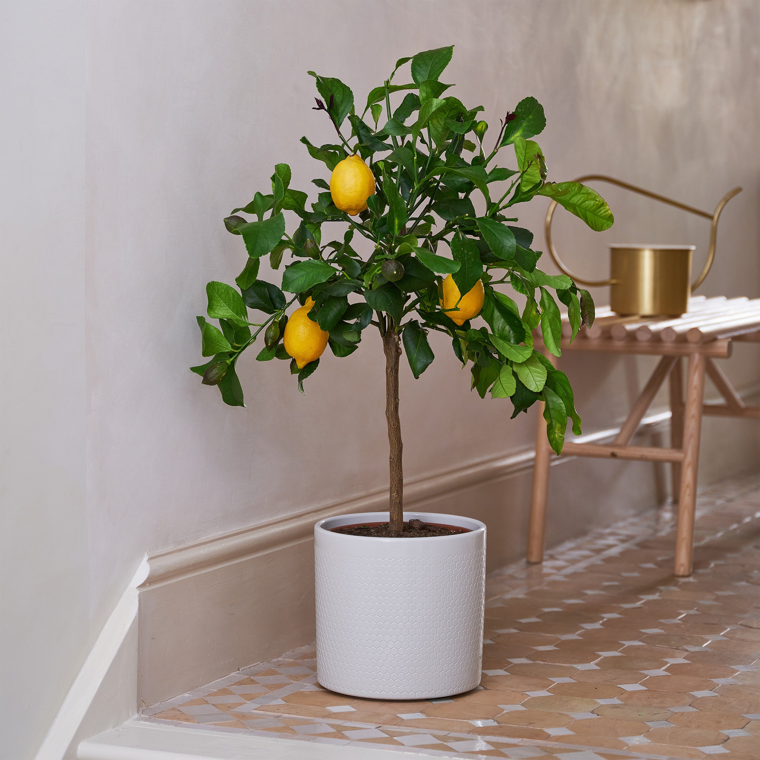 Beards Daisies Citrus Lemon Tree House Plant In Capri Pot Ceramic Light Grey