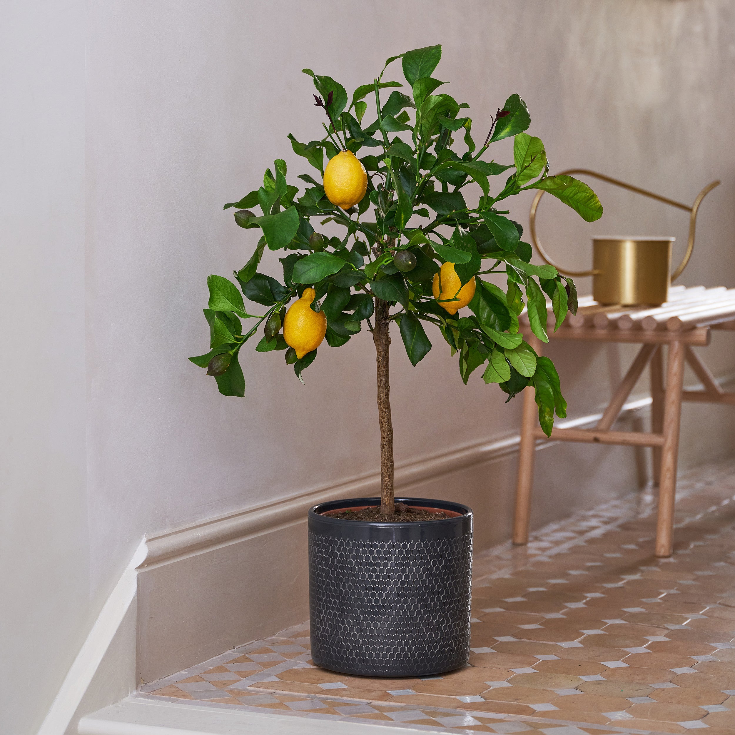 Beards Daisies Citrus Lemon Tree House Plant In Capri Pot Ceramic Black