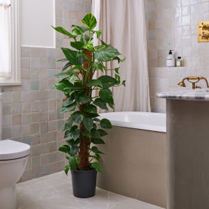 Devils Ivy Moss Pole House Plant