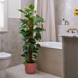Devils Ivy Moss Pole House Plant In Vibes Pot