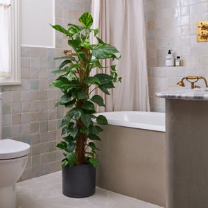 Devils Ivy Moss Pole House Plant In Capri Pot
