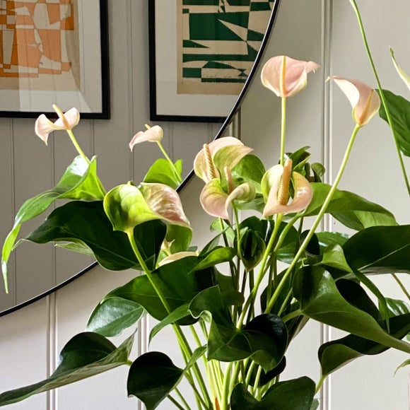 Carousel navigation image position 2 of 6