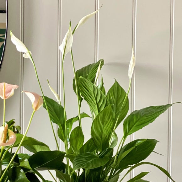 Carousel navigation image position 3 of 6