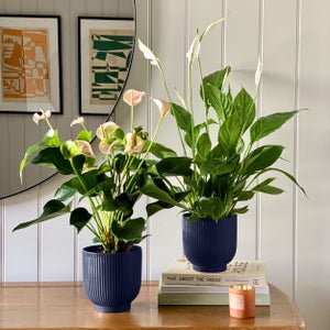 Air Purifying Potted House Plant Pair