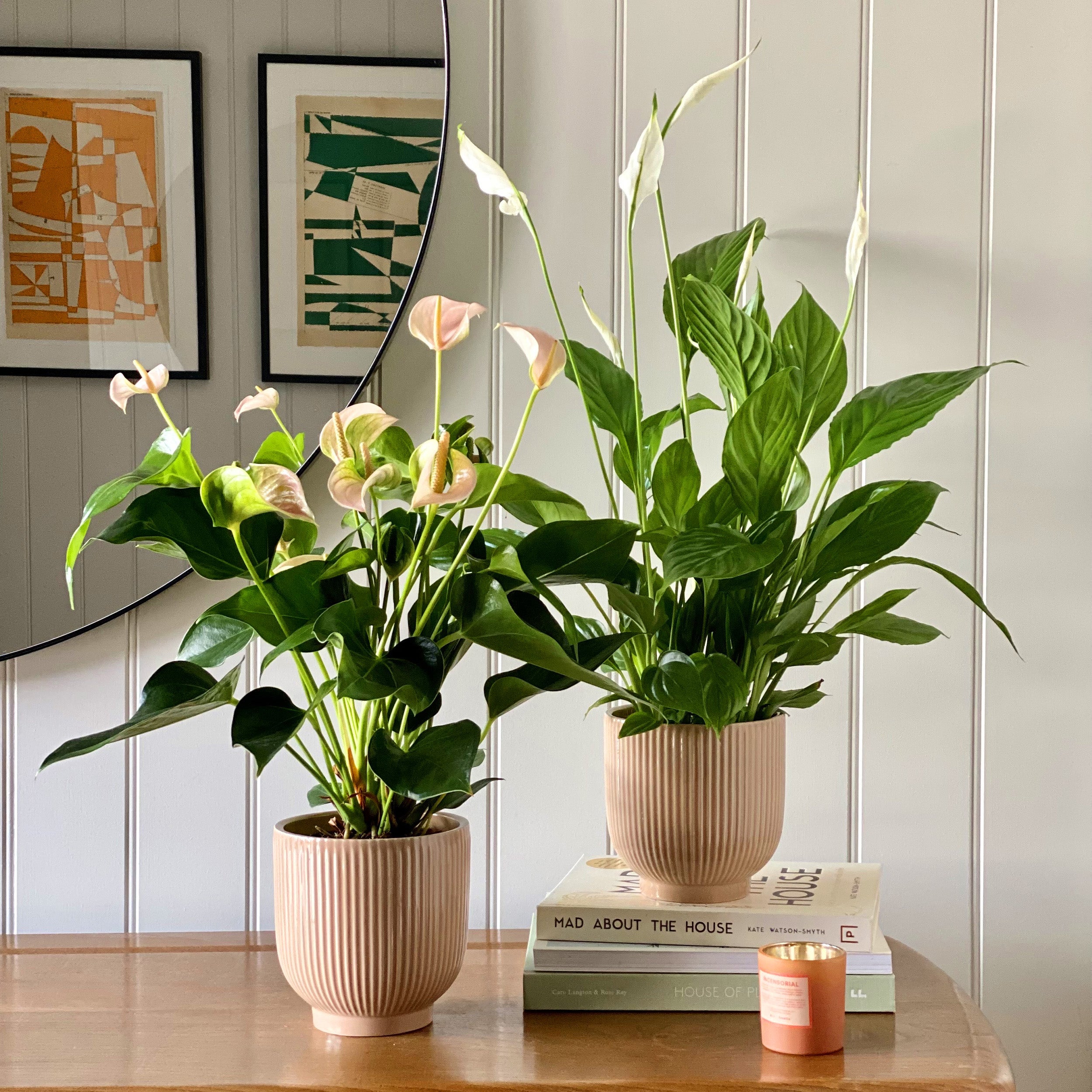 Beards & Daisies Air Purifying Pair Peace Lily and Peach Anthurium House Plant in Ribbed Pot