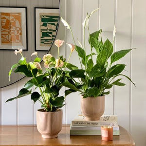 Air Purifying Potted House Plant Pair