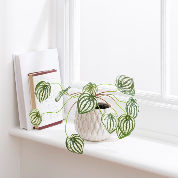 Artificial Peperomia Plant In Cream Ceramic Plant Pot