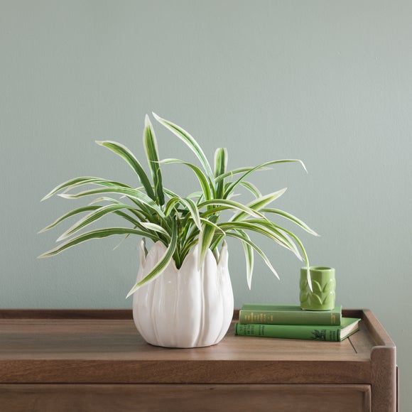 Variegated Yucca Plant In Ceramic Plant Pot