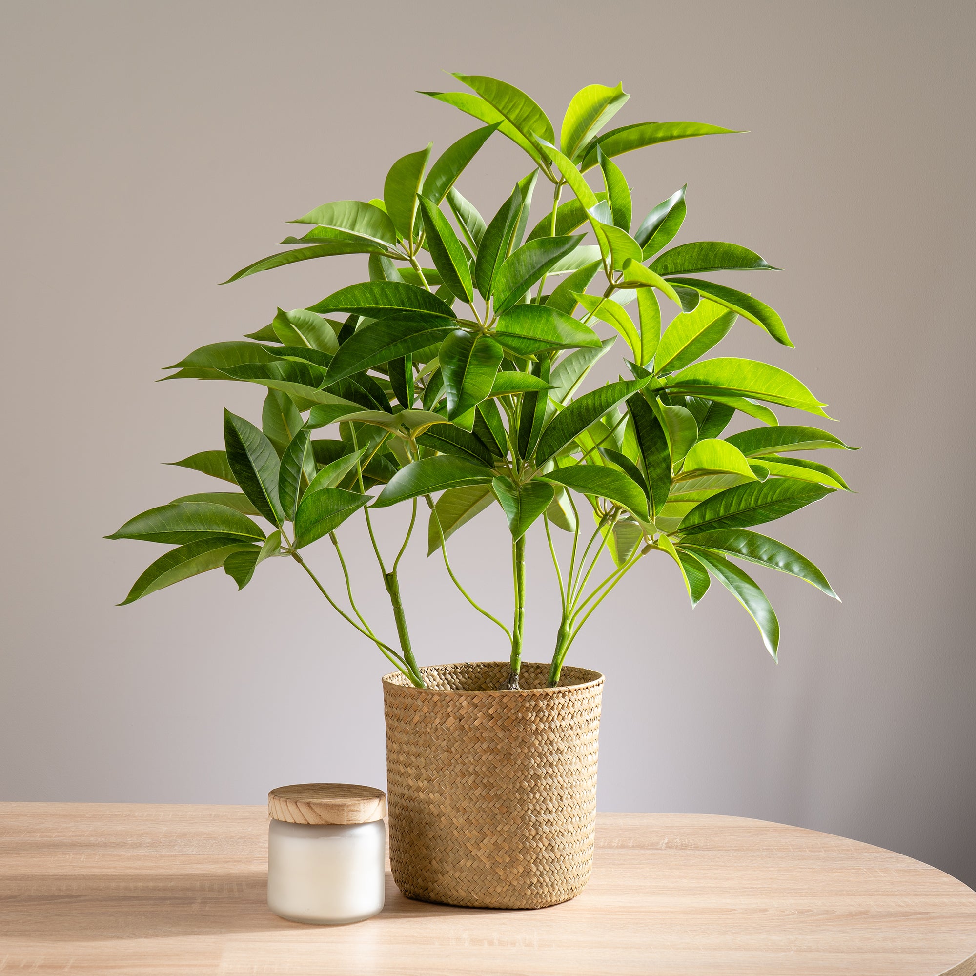 Artificial Umbrella Plant In White Pot Green