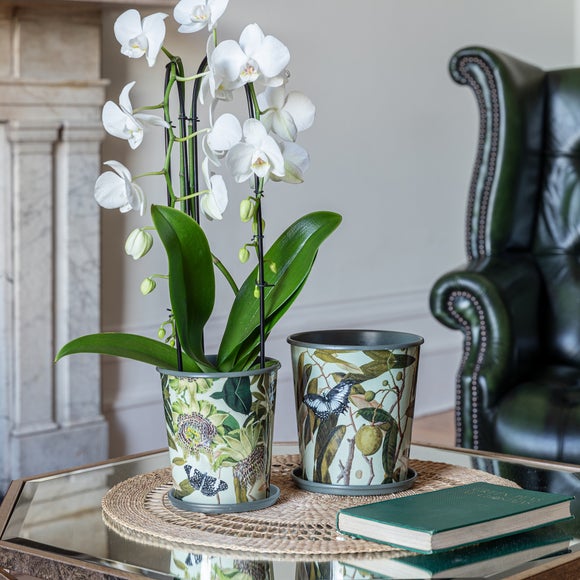 Kew Botanical Retreat Planter With Saucer