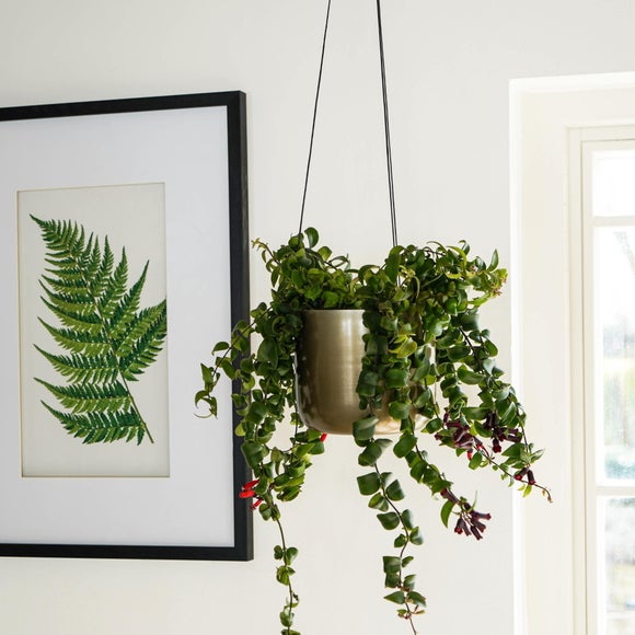 Kew Hanging Plant Pot