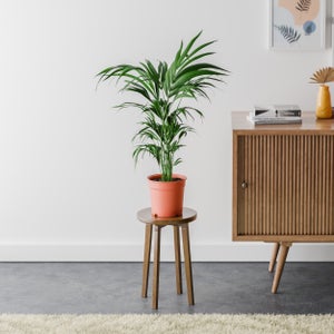 Kentia Palm House Plant