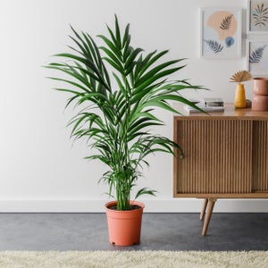 Kentia Palm House Plant