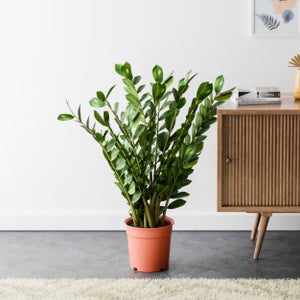 Zz House Plant