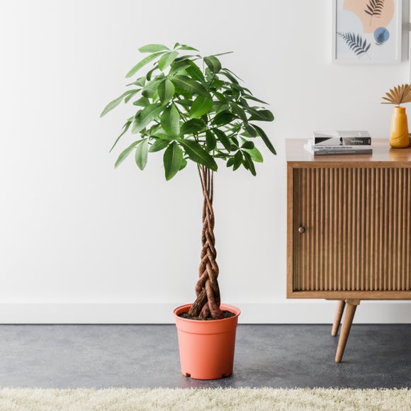 Money Tree House Plant