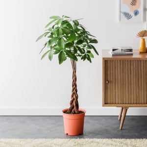 Money Tree House Plant