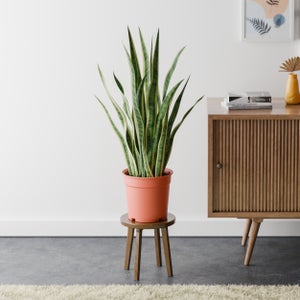 Snake House Plant