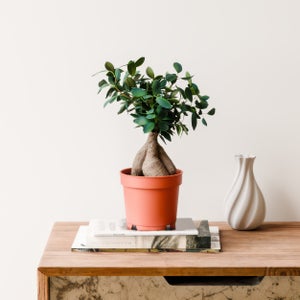 Ficus Ginseng House Plant