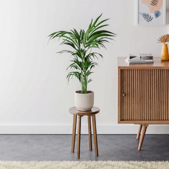 Kentia Palm House Plant in Elho Pot