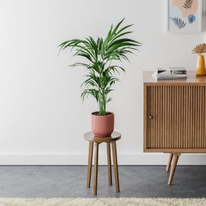 Kentia Palm House Plant In Elho Pot