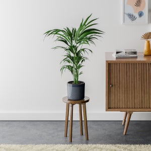 Kentia Palm House Plant In Capri Pot