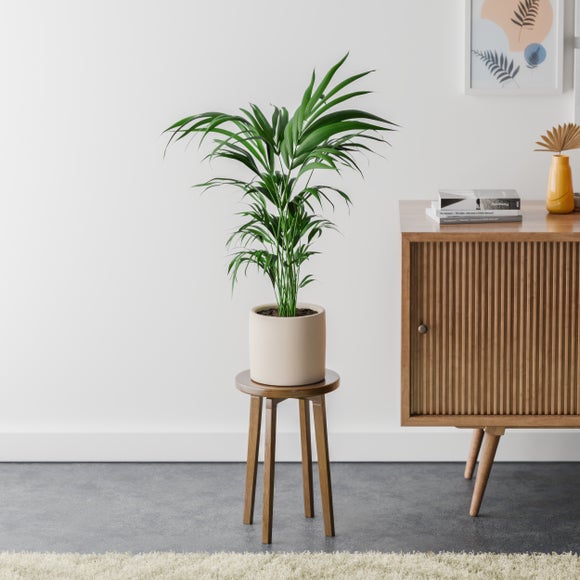 Kentia Palm House Plant in Earthenware Pot