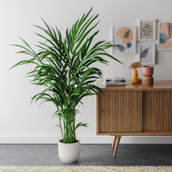 Kentia Palm House Plant in Elho Pot