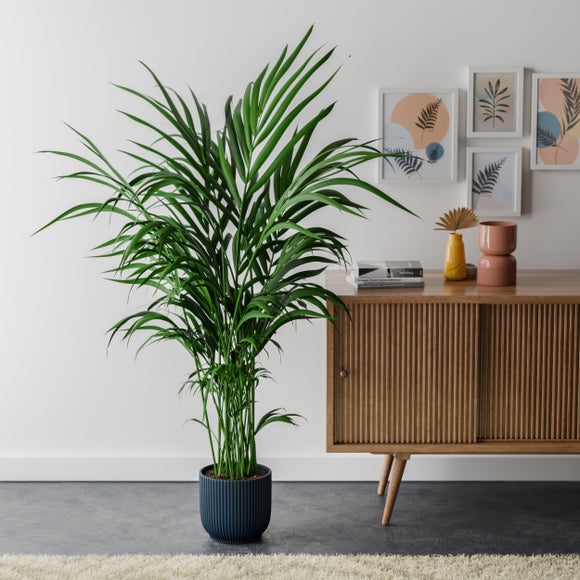 Kentia Palm House Plant in Elho Pot