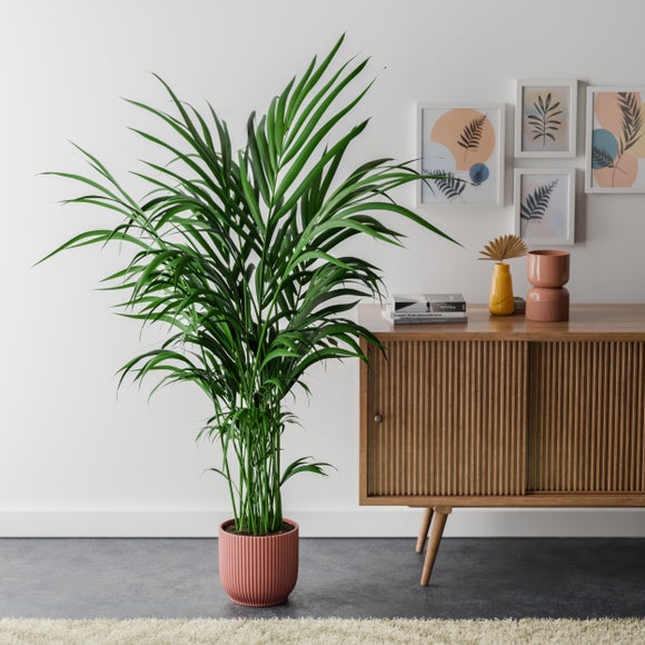 View Kentia Palm House Plant In Elho Pot View Kentia Palm House Plant In Elho Pot