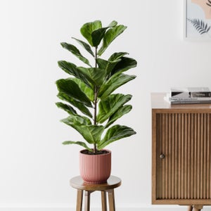 Fiddle Leaf Fig House Plant In Elho Pot