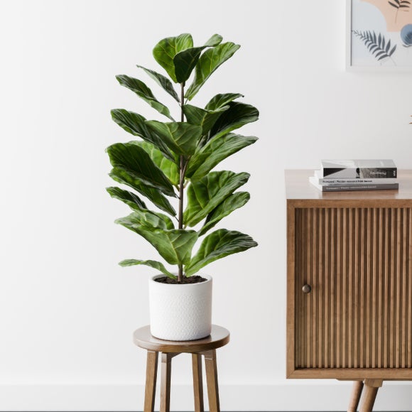 Fiddle Leaf Fig House Plant in Capri Pot