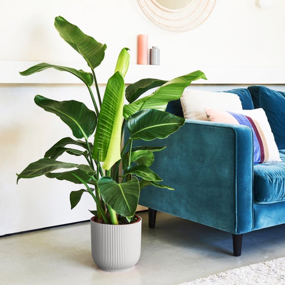 Bird of Paradise House Plant in Elho Vibes Pot