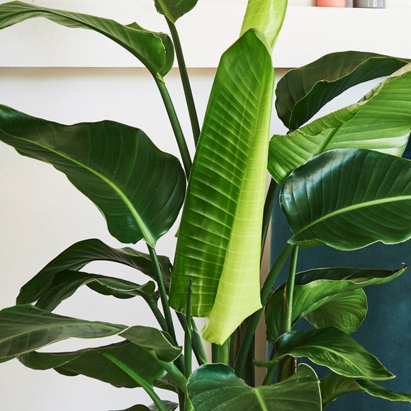 Bird of Paradise House Plant in Elho Vibes Pot