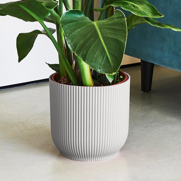 Bird of Paradise House Plant in Elho Vibes Pot
