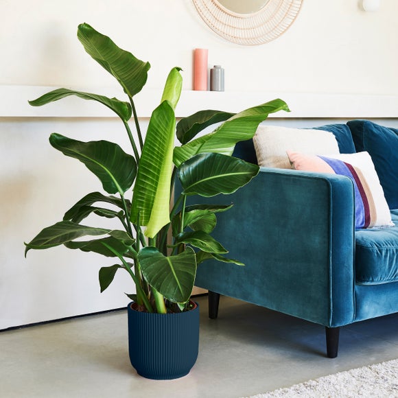 Bird of Paradise House Plant in Elho Vibes Pot