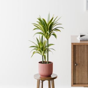 Dracaena Lemon & Lime House Plant In Elho Pot
