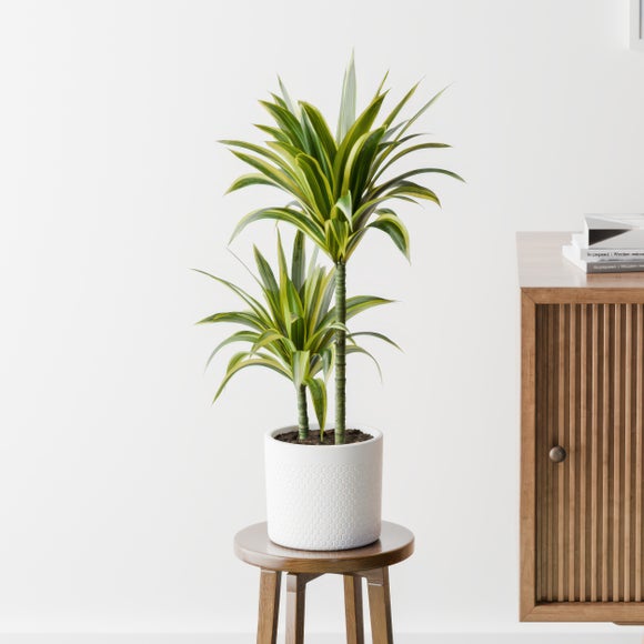 Dracaena Lemon & Lime House Plant in Capri Pot